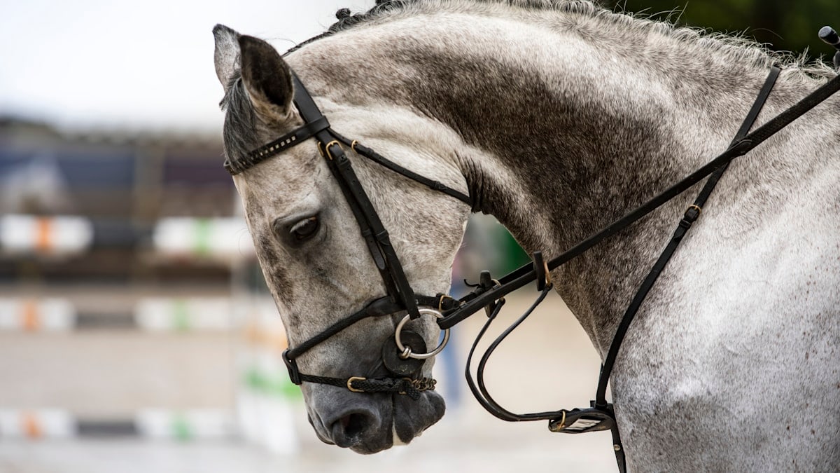 a horse with a harness
